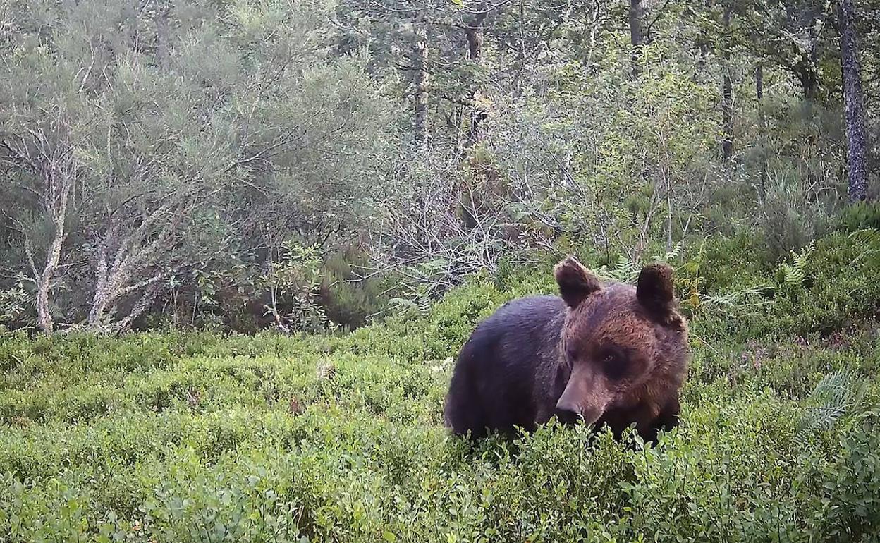 Un oso pardo en Asturias 