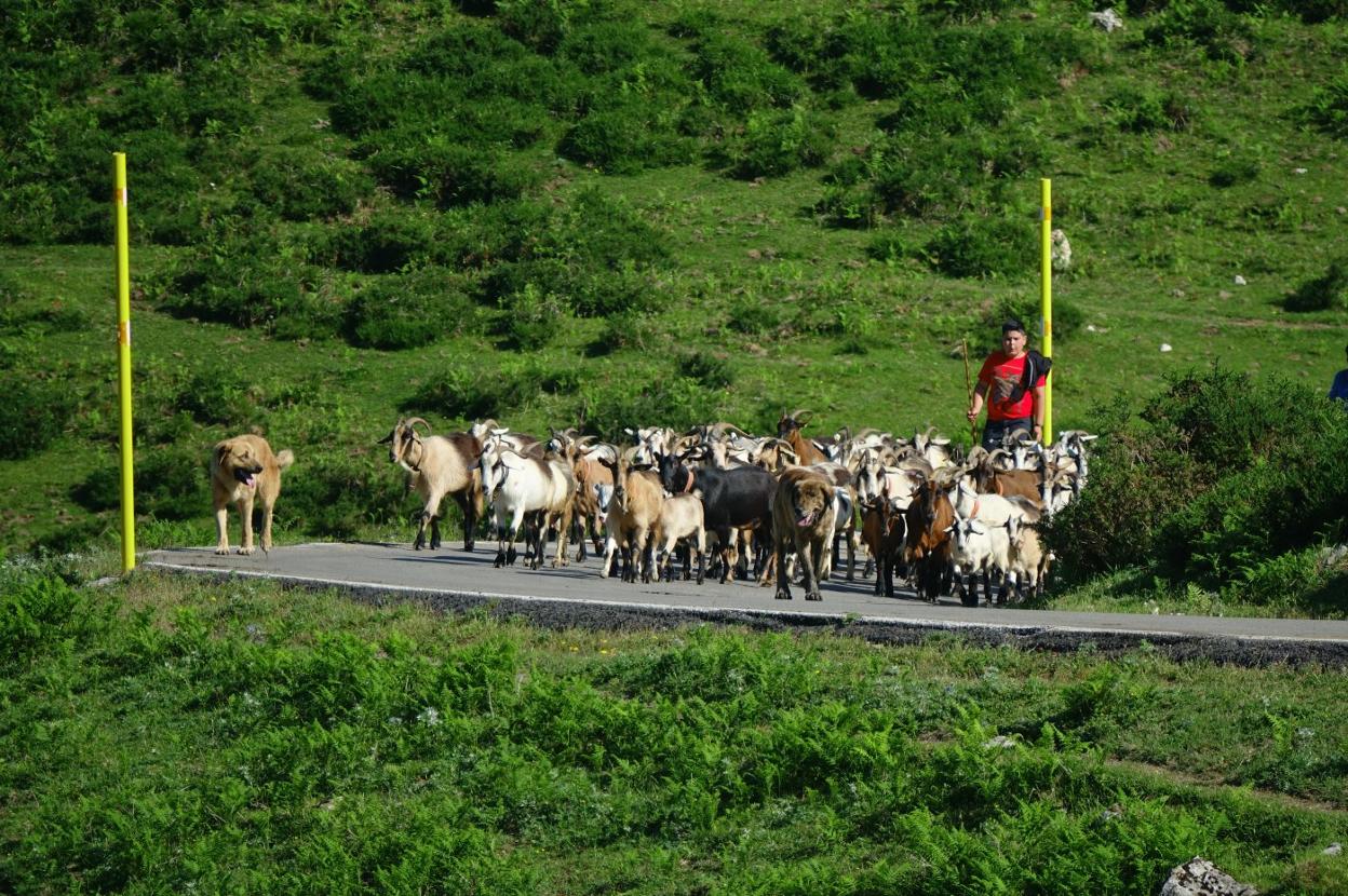 Un joven ganadero, durante la subida de la reciella a los pastos de la Montaña de Covadonga. 