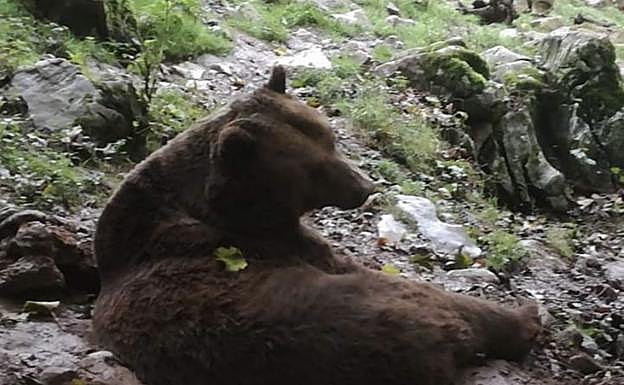 El oso pardo 'Lolín', una de las estrellas del parque. 