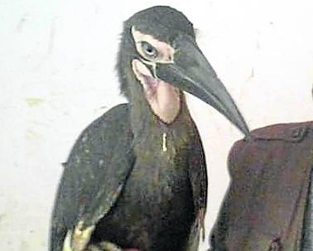 Una de las aves que hubo en el zoo.