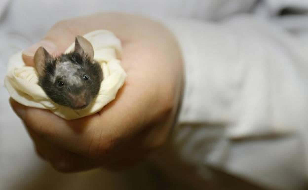 El Instituto de Investigación RIKEN (Japón) ha conseguido frenar el cáncer en ratones.