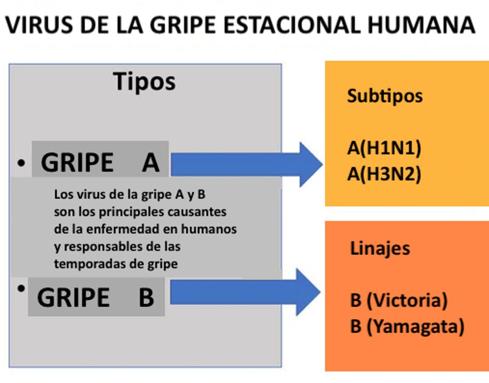 Figura 3. Subtipos de virus de la gripe tipos A y B.