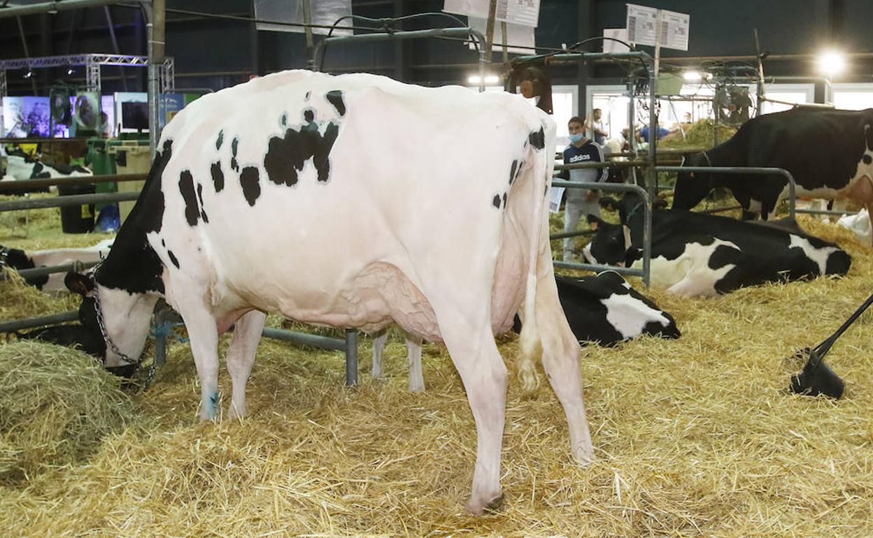 Una vaca pinta y ganaderos, en una imagen de archivo.