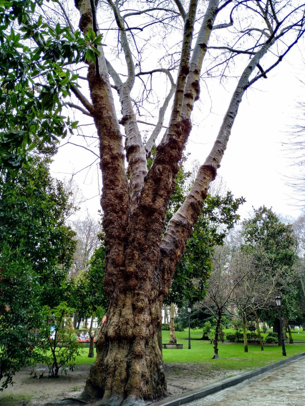 La huerta y el jardín botánico del Monasterio de San Francisco fueron el germen del parque público del que hoy presume la ciudad. 