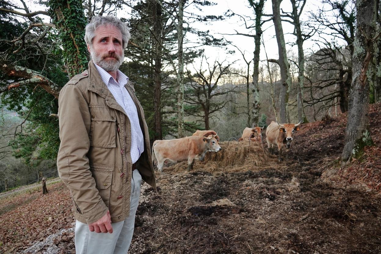 Valladares, en la explotación familiar de La Portiella, con varias reses de asturiana de la montaña. 