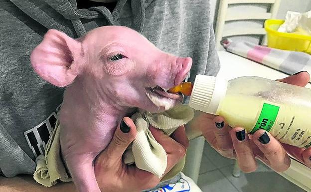 Con biberón. Un lechón sin madre recogido en la cocina de Rosa. 