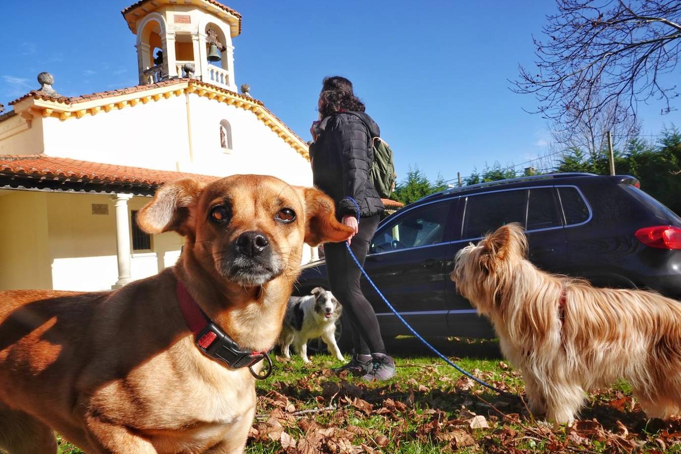 La parroquia de Parres acogió este lunes a sus mascotas para bendecirles con salud y suerte. Se llegaron a ver hasta gallinas y ovejas, entre multitud de perros, en su mayoría, y gatos.