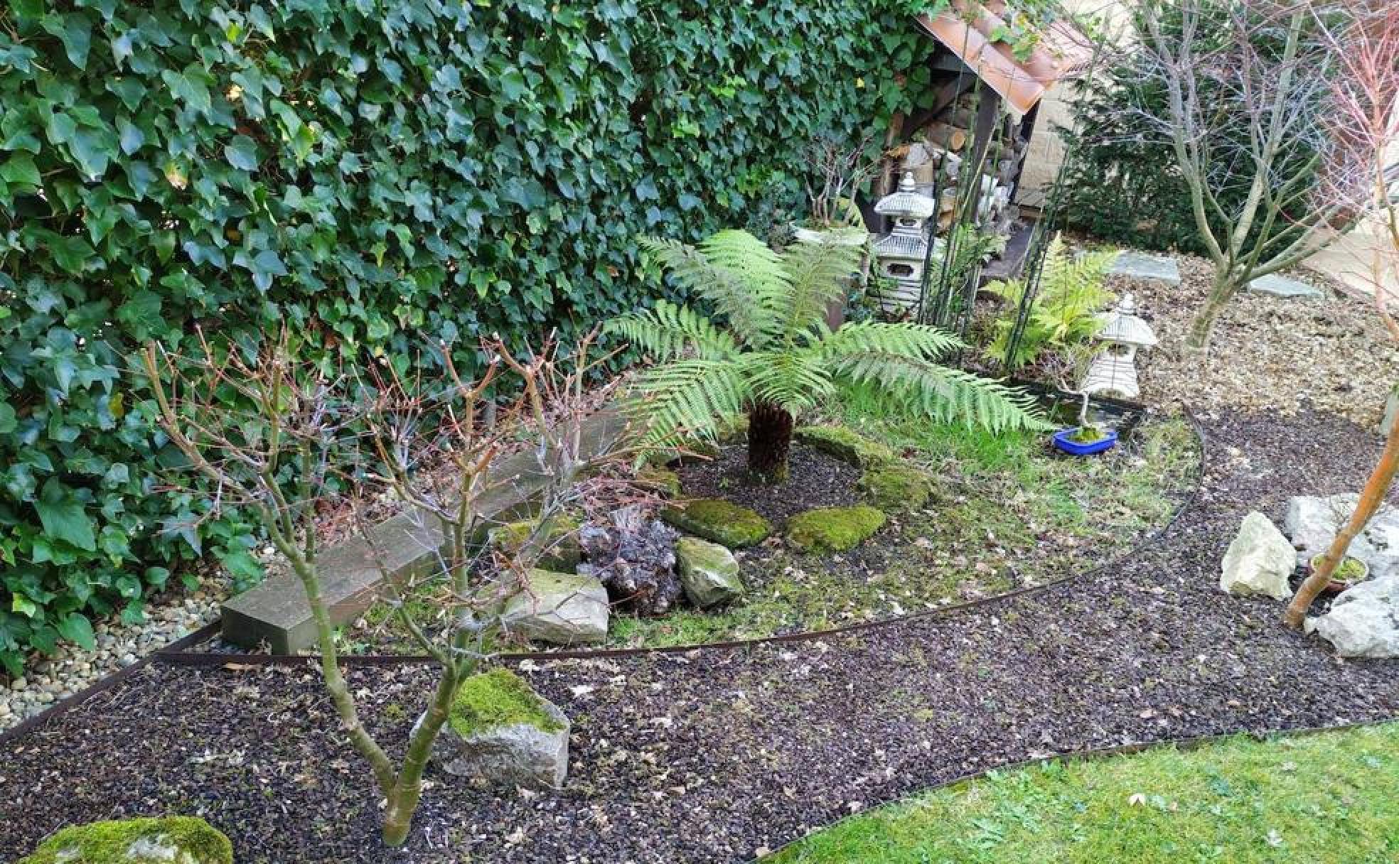 Vista del jardín japonés más maduro con la dicksonia en medio de la composición del parterre rodeado de pequeños arces japoneses y bonsáis.