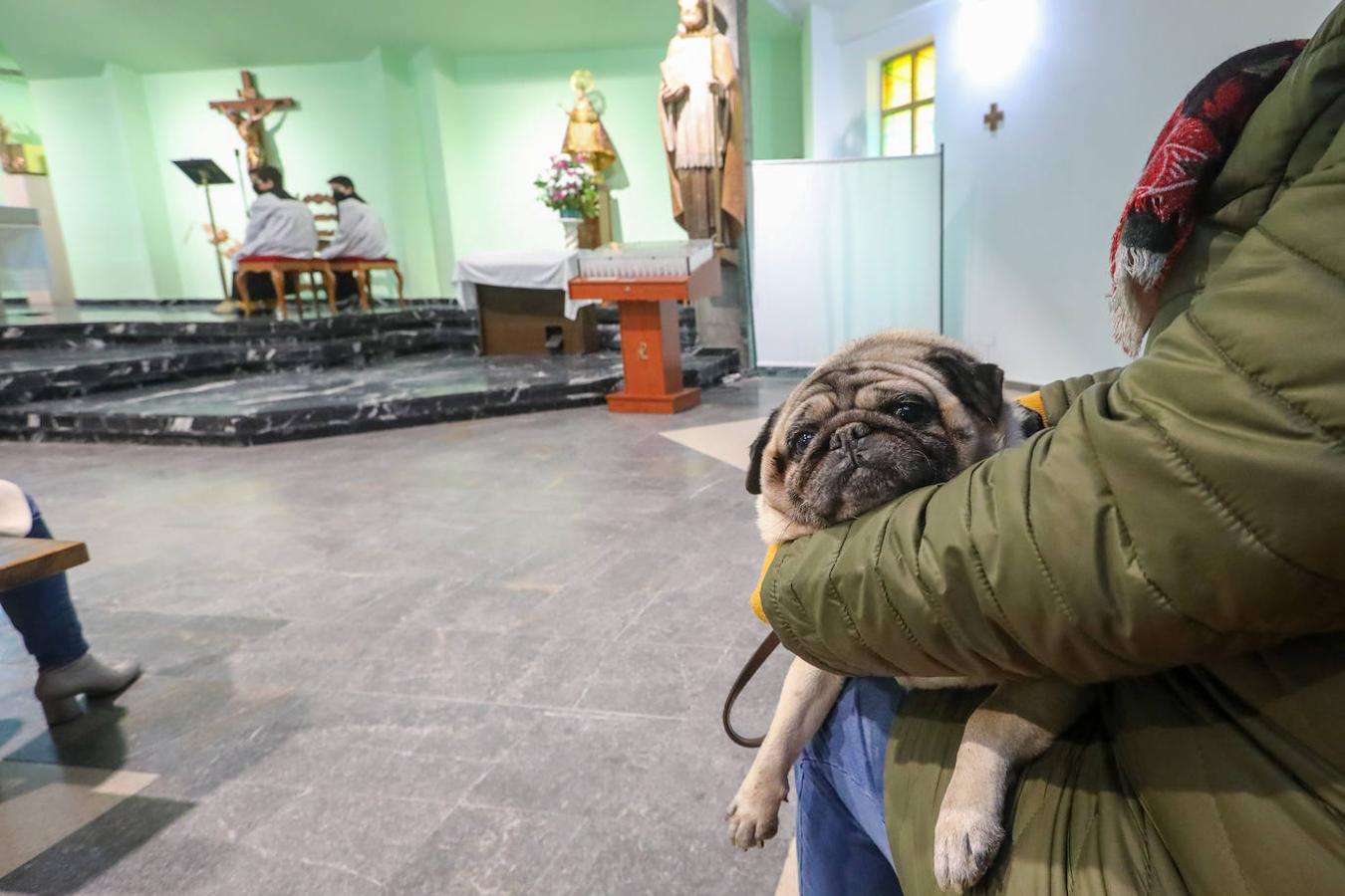 Fotos: Bendición de mascotas en Avilés