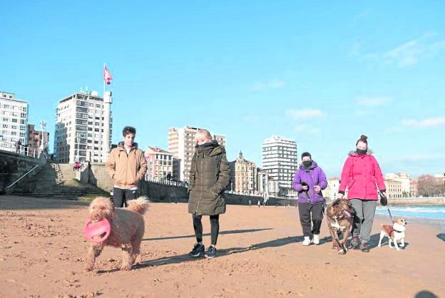 Gijón tiene ya 37.765 perros tras inscribirse tres mil durante la pandemia