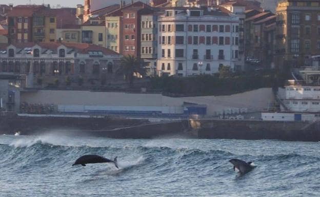 Espectáculo de delfines en Gijón
