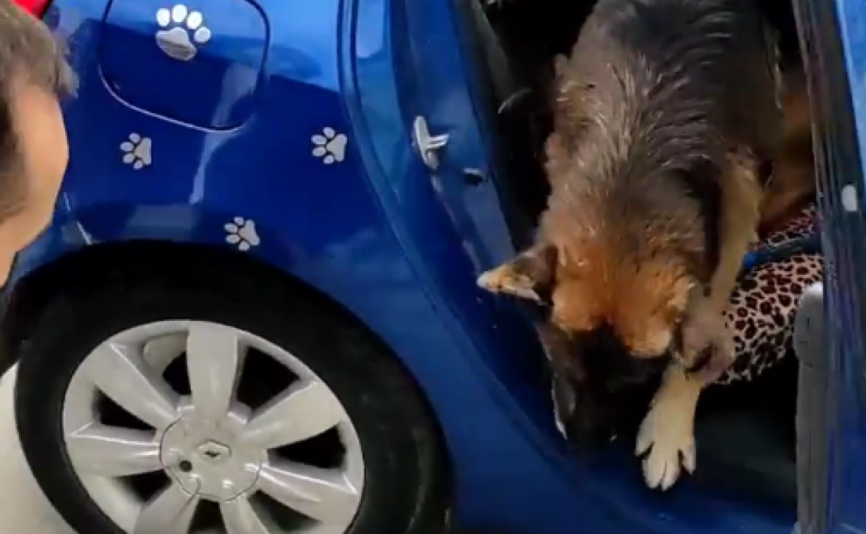El pastor alemán Dico se ha reencontrado con su familia después de seis años.