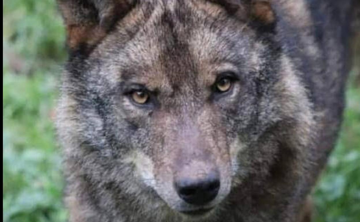 'Tino', el lobo ibérico que vivió duranta casi ocho años en el cercado. 