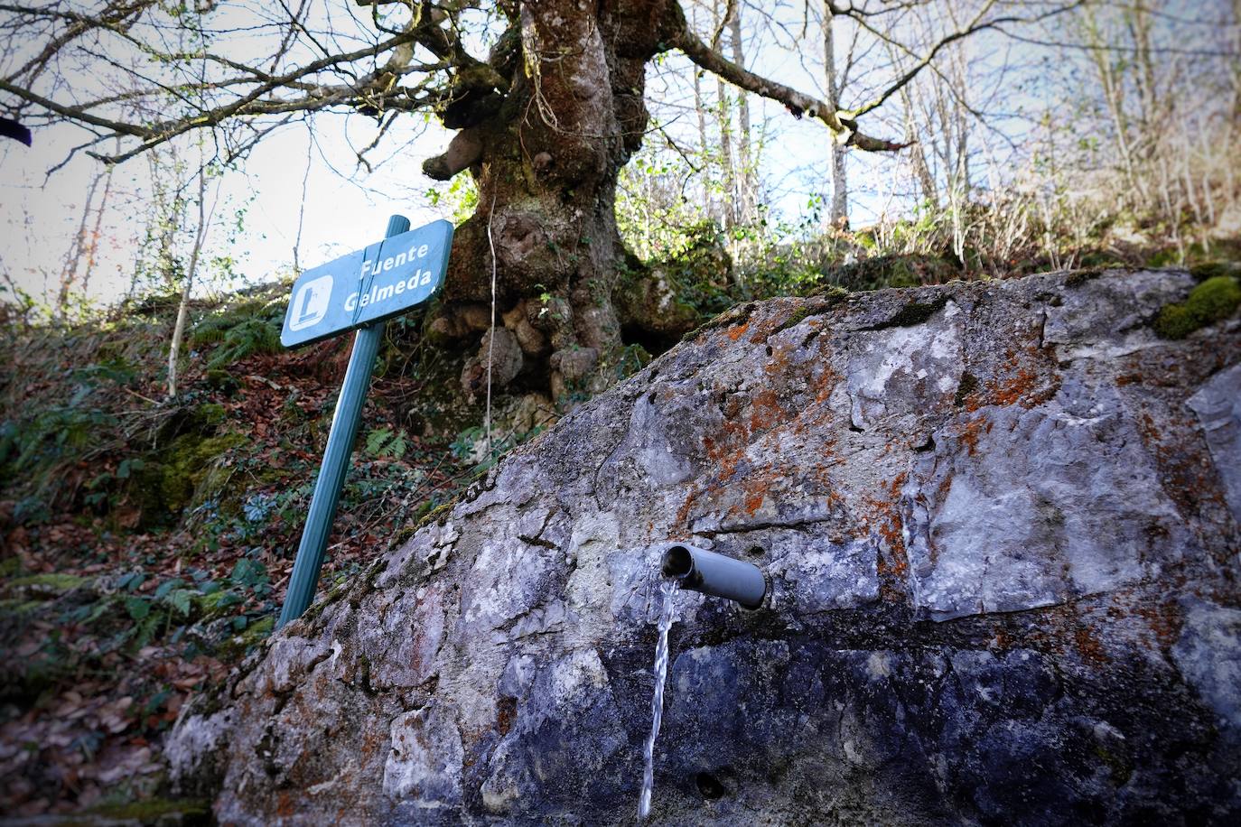 Entre el puerto del Pontón y el municipio de Amieva, atravesando el Parque Nacional de los Picos de Europa, existe un trazado de piedra serpenteante digno de conocer y andar: la senda del Arcedianu 