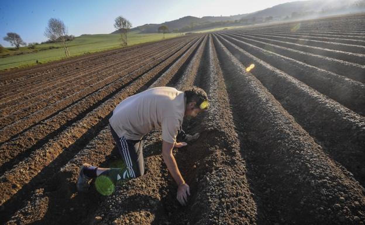 Un agricultor trabaja el campo 