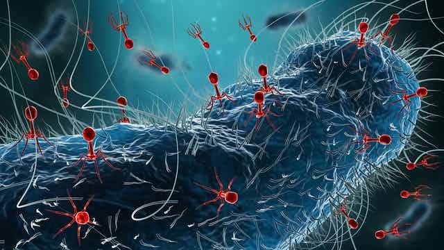 Ilustración de grupo de bacteriófagos infectando una bacteria.