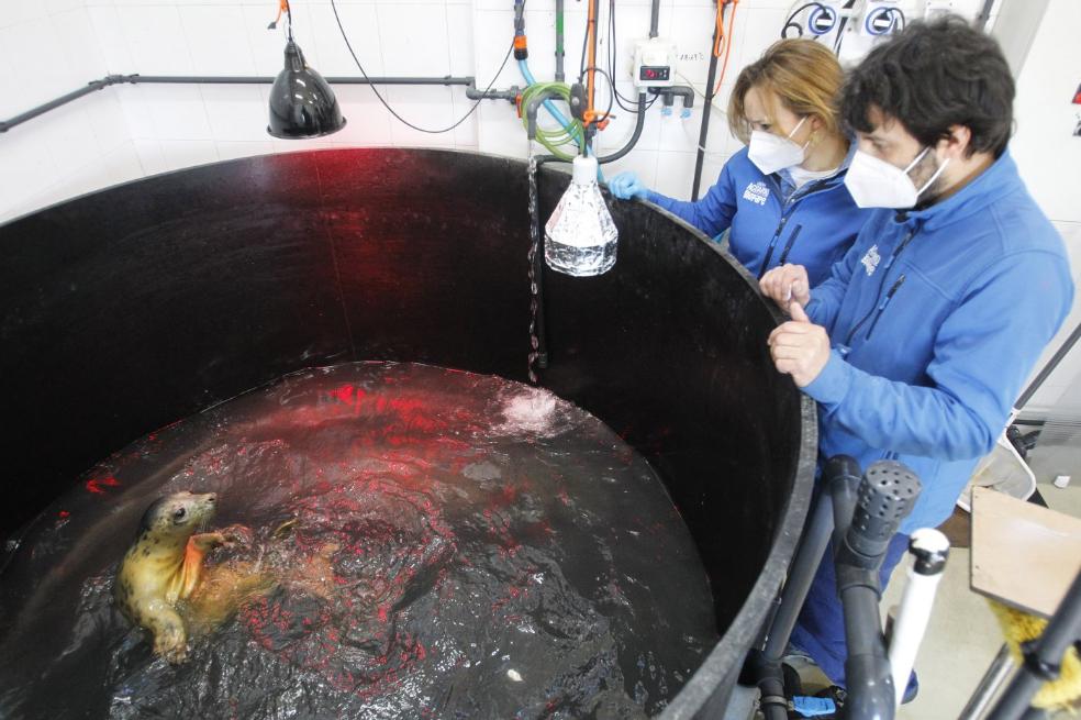 Cría de foca gris.Susana Aclé supervisa el cuidado diario de la cría de foca gris encontrada el pasado 3 de enero. 