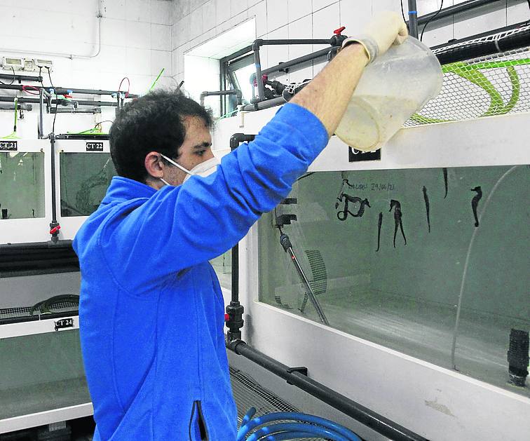 Artemias. Los caballitos de mar son alimentados con artemias, que críanen el laboratorio. 