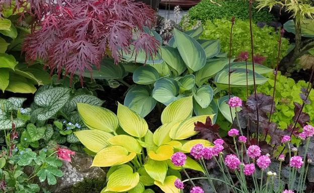 Una de las combinaciones más bonitas del jardín: bruneras, hostas june fever, june y great expectation.