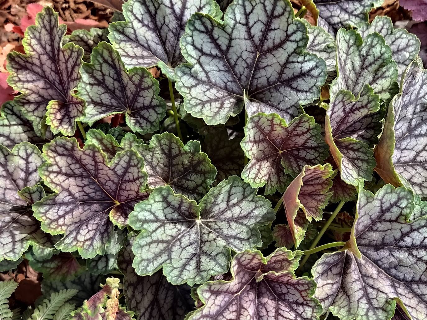 Heuchera beauty colour.