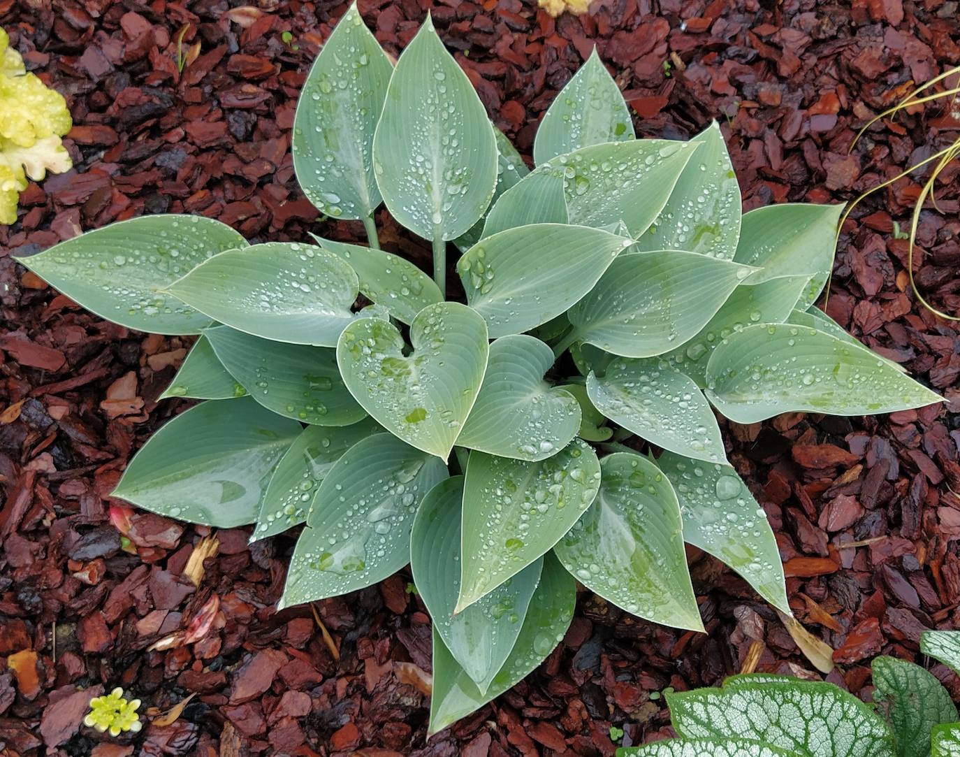 Hosta halcion. 