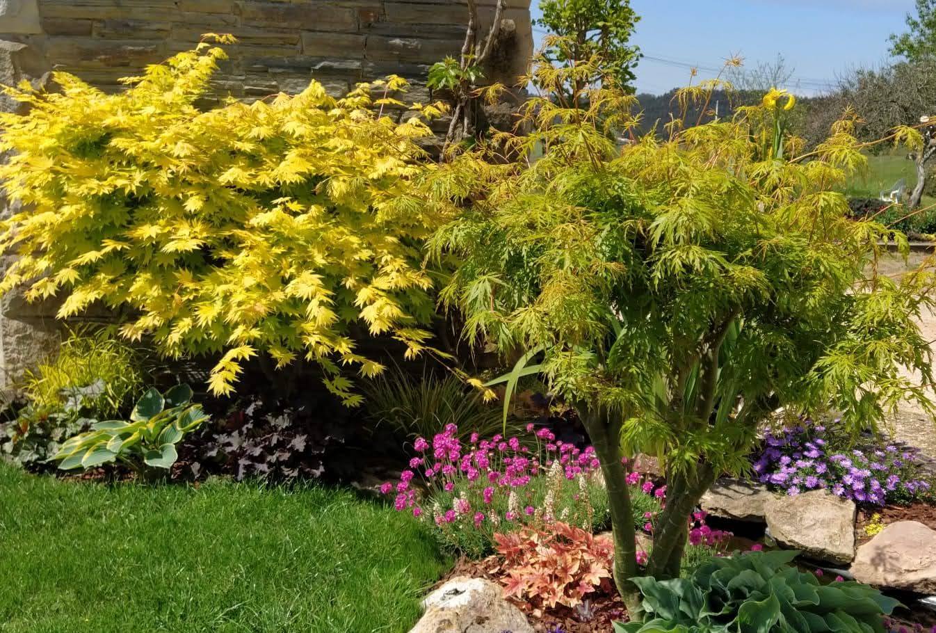 Dos especies de arces japoneses verdes con un parterre cubierto de diferentes tipos de hostas.