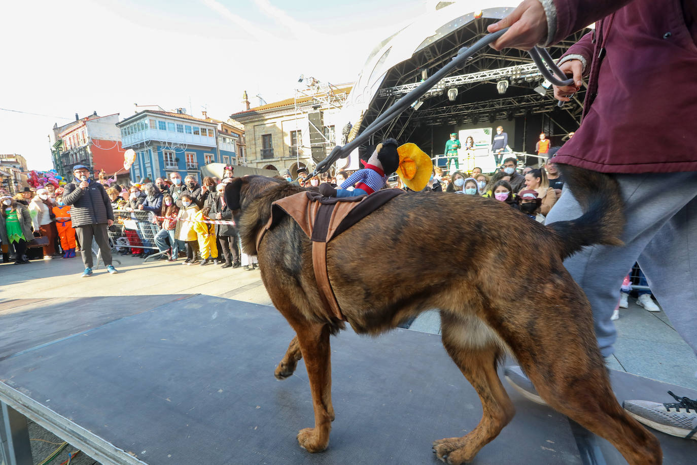 Fotos: Las mascotas se antroxan en Avilés