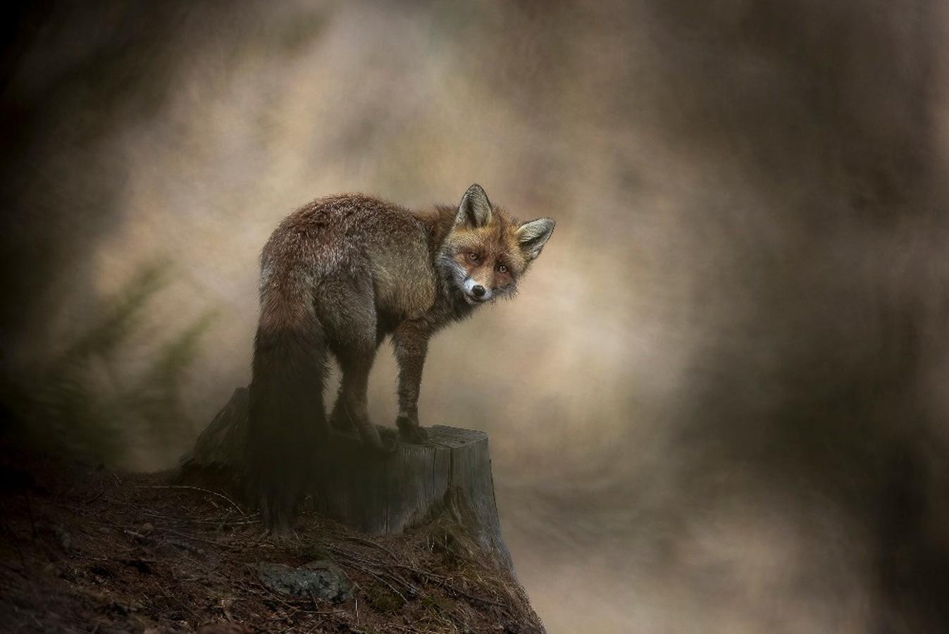 'Eye to eye', de Matt Enfelmann (Suuiza). Ganador Mundo Animal.