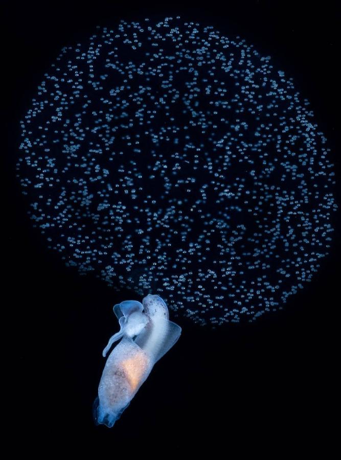 'Sea angel spawning', de Susan Meldonian (USA). Ganador Mundo Sumergido.