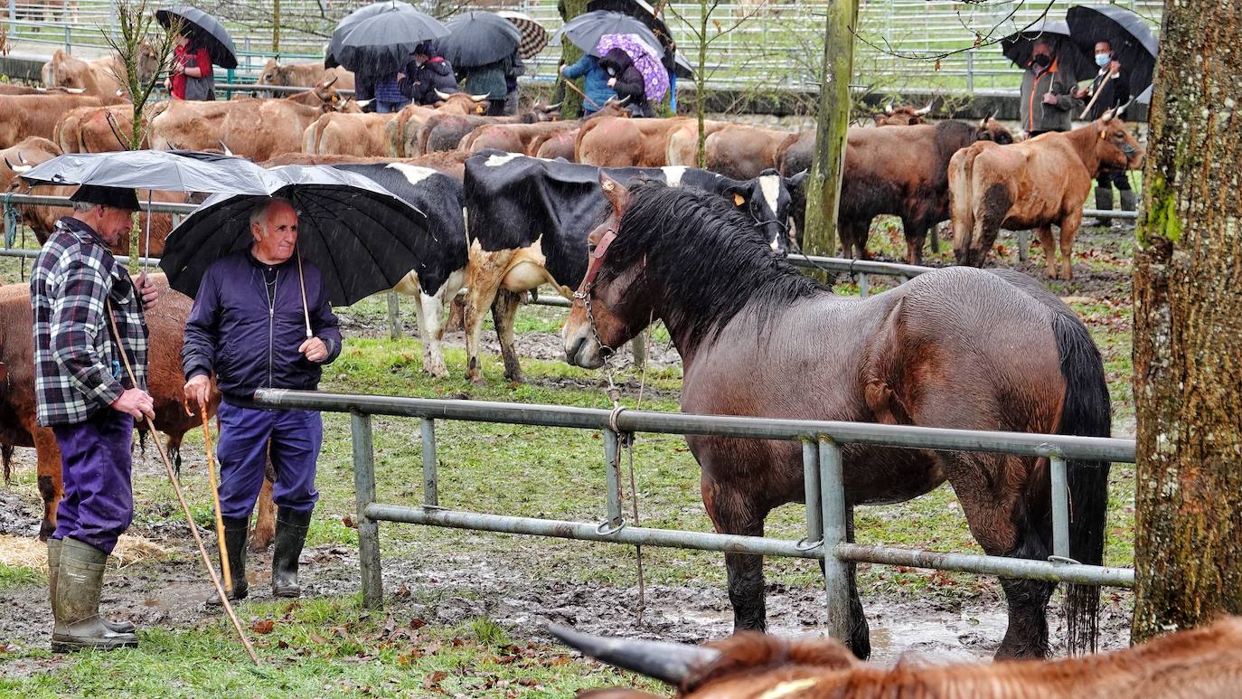 Lluvia, menos reses que ne otras ediciones y preocupación por los costes. Así ha sido la segunda Feria de Corao celebrada este año. Si bien los precios han repuntado ligeramente, el aumento ha sido tímido, de entre 20 y 50 euros según cifraron los profesionales. En este sentido, José Antonio García 'Toño el de Mestas' ha apuntado a una «una ligera subida», si bien ha lamentado que los precios «no acaban de arrancar»