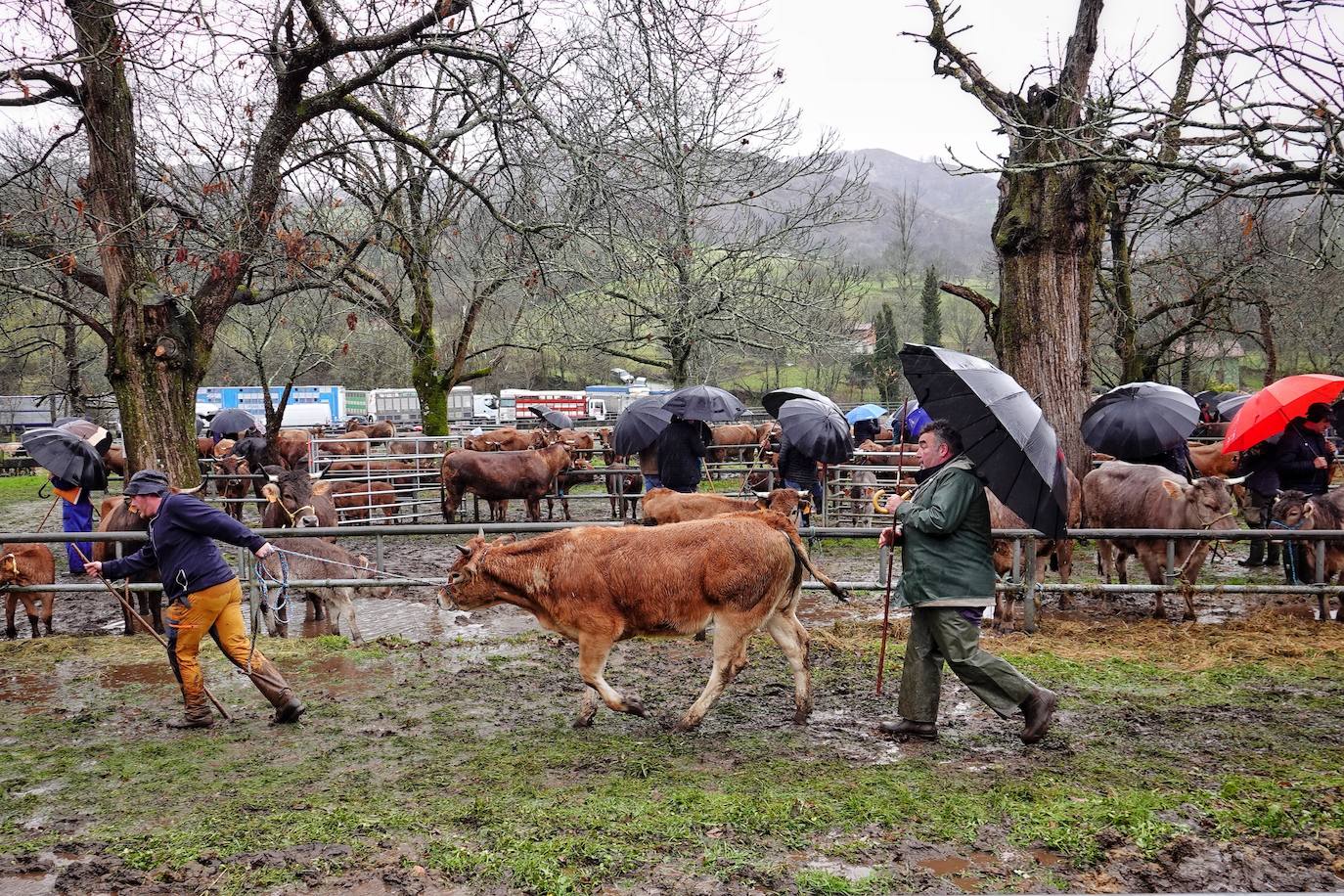 Lluvia, menos reses que ne otras ediciones y preocupación por los costes. Así ha sido la segunda Feria de Corao celebrada este año. Si bien los precios han repuntado ligeramente, el aumento ha sido tímido, de entre 20 y 50 euros según cifraron los profesionales. En este sentido, José Antonio García 'Toño el de Mestas' ha apuntado a una «una ligera subida», si bien ha lamentado que los precios «no acaban de arrancar»