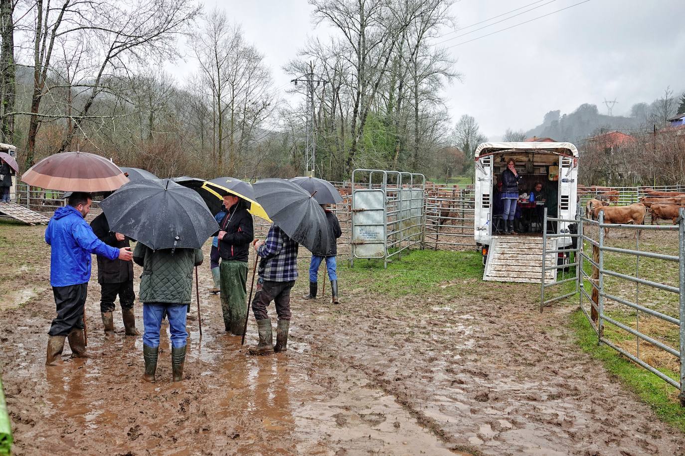 Lluvia, menos reses que ne otras ediciones y preocupación por los costes. Así ha sido la segunda Feria de Corao celebrada este año. Si bien los precios han repuntado ligeramente, el aumento ha sido tímido, de entre 20 y 50 euros según cifraron los profesionales. En este sentido, José Antonio García 'Toño el de Mestas' ha apuntado a una «una ligera subida», si bien ha lamentado que los precios «no acaban de arrancar»