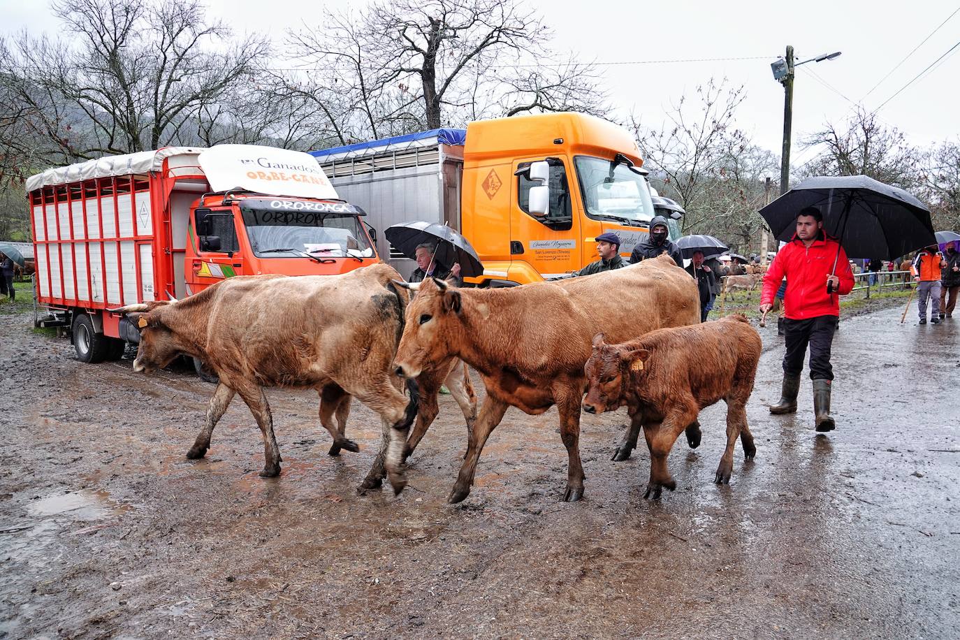 Lluvia, menos reses que ne otras ediciones y preocupación por los costes. Así ha sido la segunda Feria de Corao celebrada este año. Si bien los precios han repuntado ligeramente, el aumento ha sido tímido, de entre 20 y 50 euros según cifraron los profesionales. En este sentido, José Antonio García 'Toño el de Mestas' ha apuntado a una «una ligera subida», si bien ha lamentado que los precios «no acaban de arrancar»