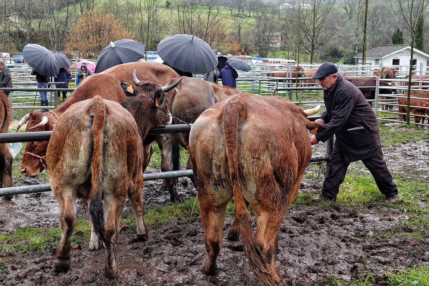 Lluvia, menos reses que ne otras ediciones y preocupación por los costes. Así ha sido la segunda Feria de Corao celebrada este año. Si bien los precios han repuntado ligeramente, el aumento ha sido tímido, de entre 20 y 50 euros según cifraron los profesionales. En este sentido, José Antonio García 'Toño el de Mestas' ha apuntado a una «una ligera subida», si bien ha lamentado que los precios «no acaban de arrancar»