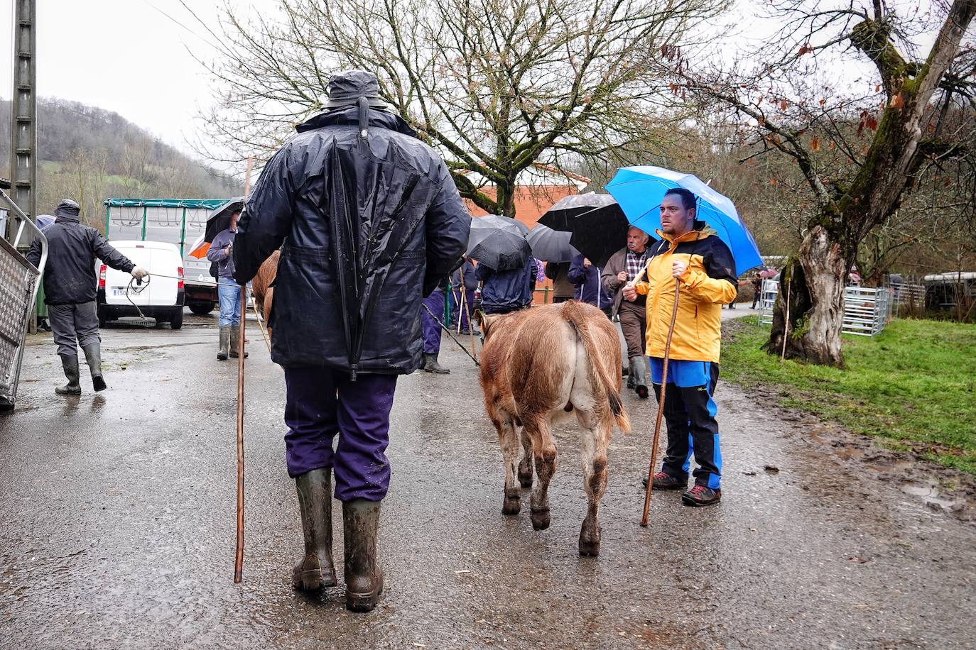 Lluvia, menos reses que ne otras ediciones y preocupación por los costes. Así ha sido la segunda Feria de Corao celebrada este año. Si bien los precios han repuntado ligeramente, el aumento ha sido tímido, de entre 20 y 50 euros según cifraron los profesionales. En este sentido, José Antonio García 'Toño el de Mestas' ha apuntado a una «una ligera subida», si bien ha lamentado que los precios «no acaban de arrancar»