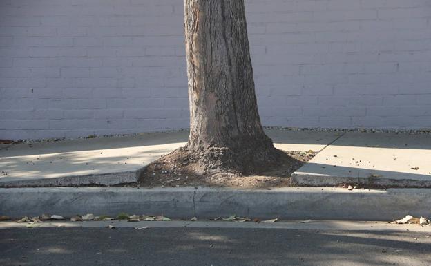 Pavicento de una acera levantada por la fuerza de la raíz de un árbol.