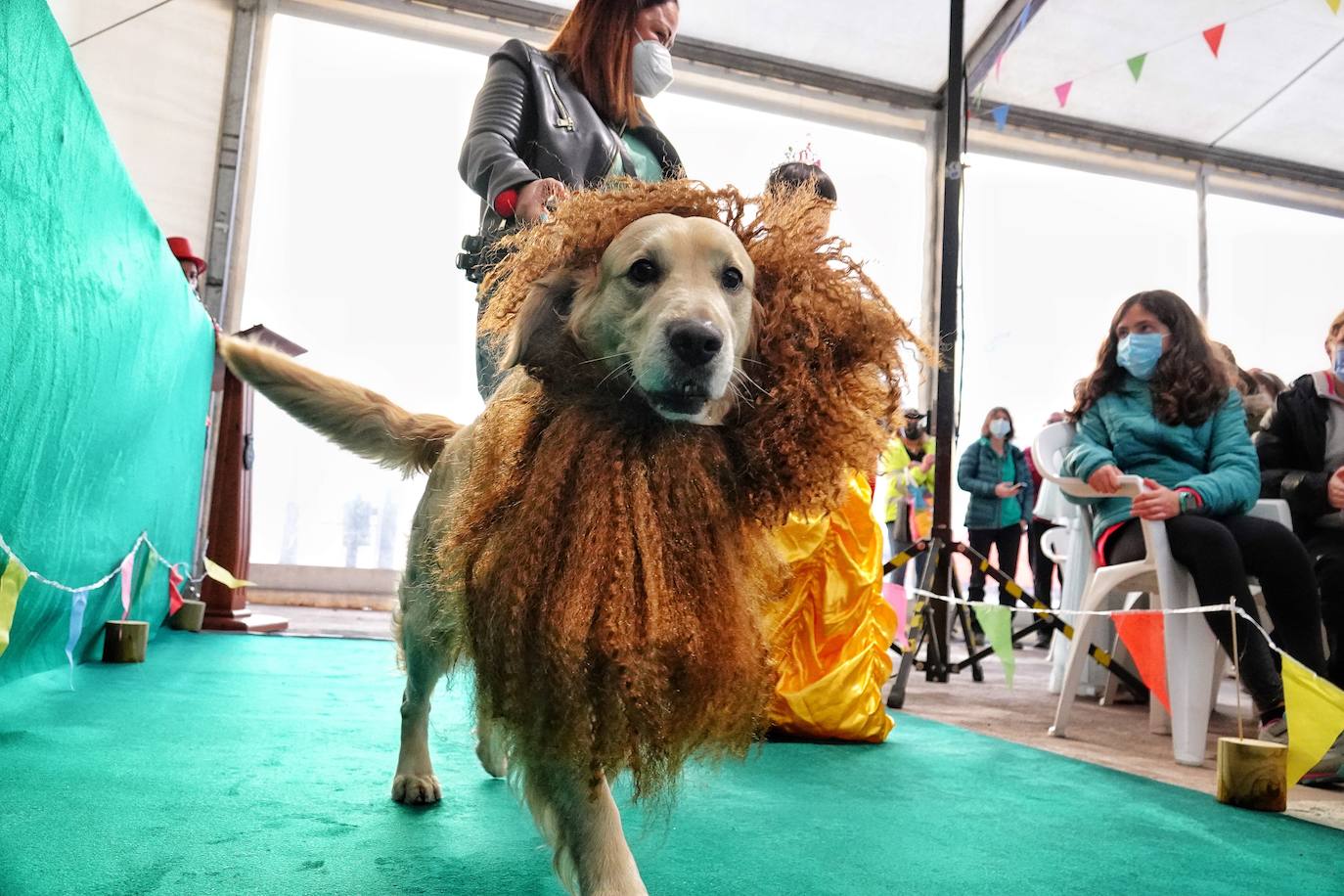 Fotos: Las mascotas de Cangas de Onís también se disfrazan