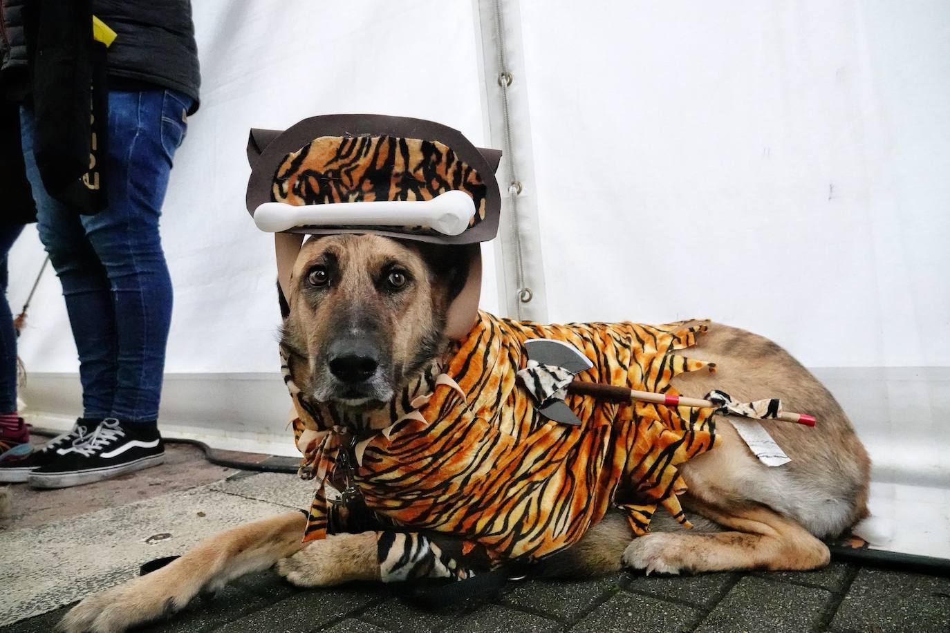 Fotos: Las mascotas de Cangas de Onís también se disfrazan