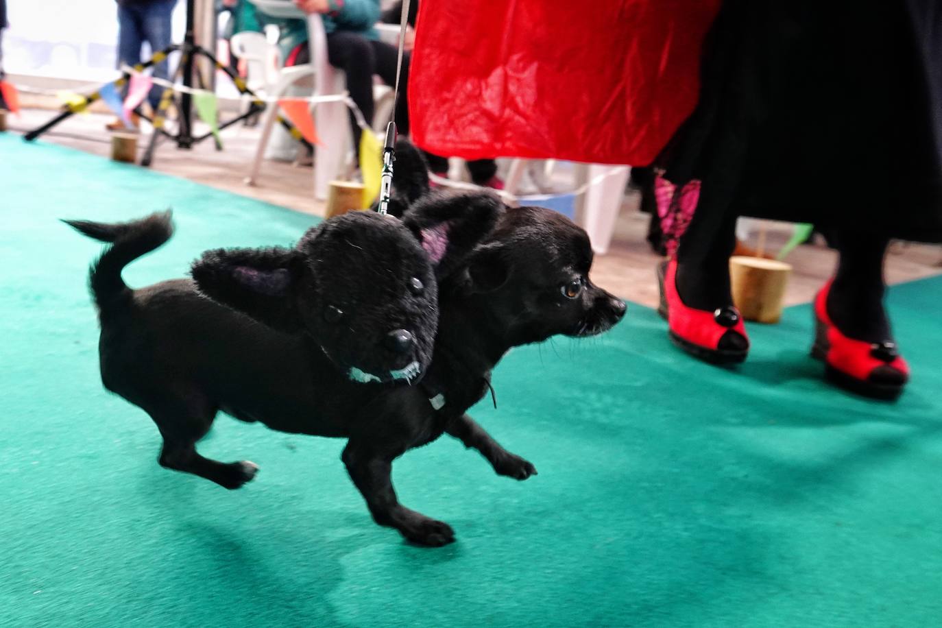 Fotos: Las mascotas de Cangas de Onís también se disfrazan