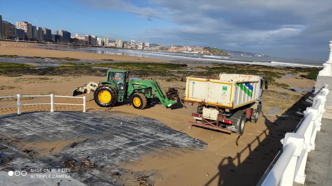 Personal de la Empresa Municipal de Limpieza del Ayuntamiento de Gijón (Emulsa) ha retirado un total de 4.600 kilos de madera acumulada en la playa gijonesa que acumuló «gran cantidad de ramas y troncos» que fueron arrastrados por el río Piles hasta el arenal a causa del temporal de los últimos días. 