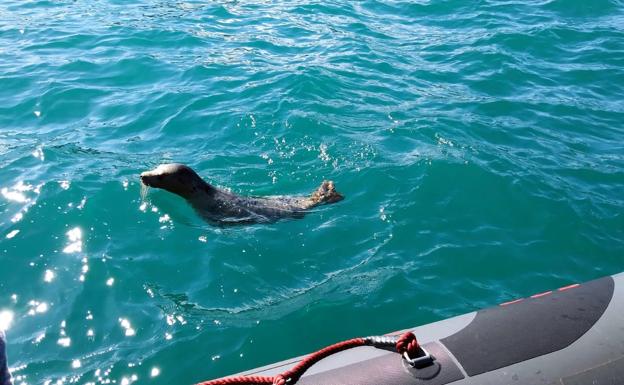 La foca, liberada en aguas de la costa occidental asturiana