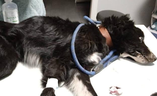 En la imagen, uno de los animales tras llegar al centro veterinario. En el vídeo, el lugar en el que tenían a los perros 