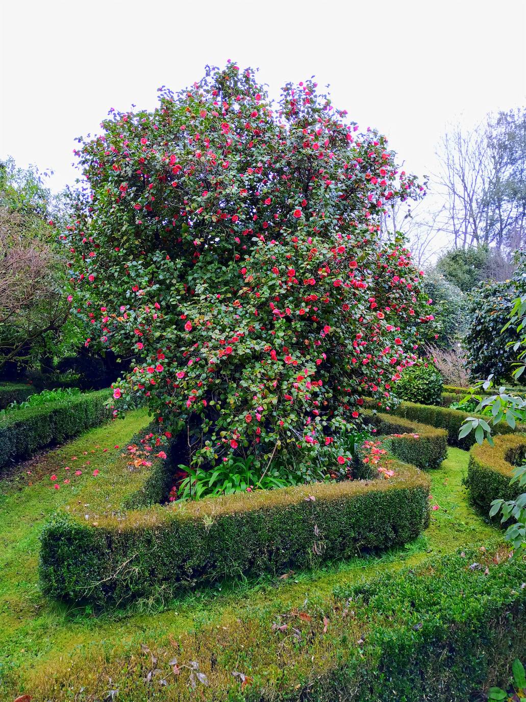 Llamativas formas geométricas de boj relleno de agapantos que bordean a las vetustas camelias japónicas.