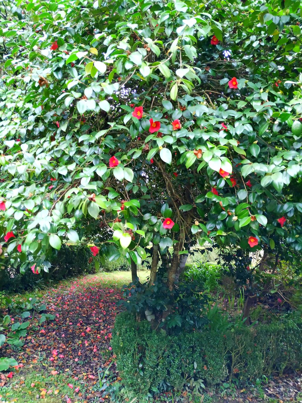 Una de las raras camelias japónicas de flor pequeña de más de un siglo de antigüedad.