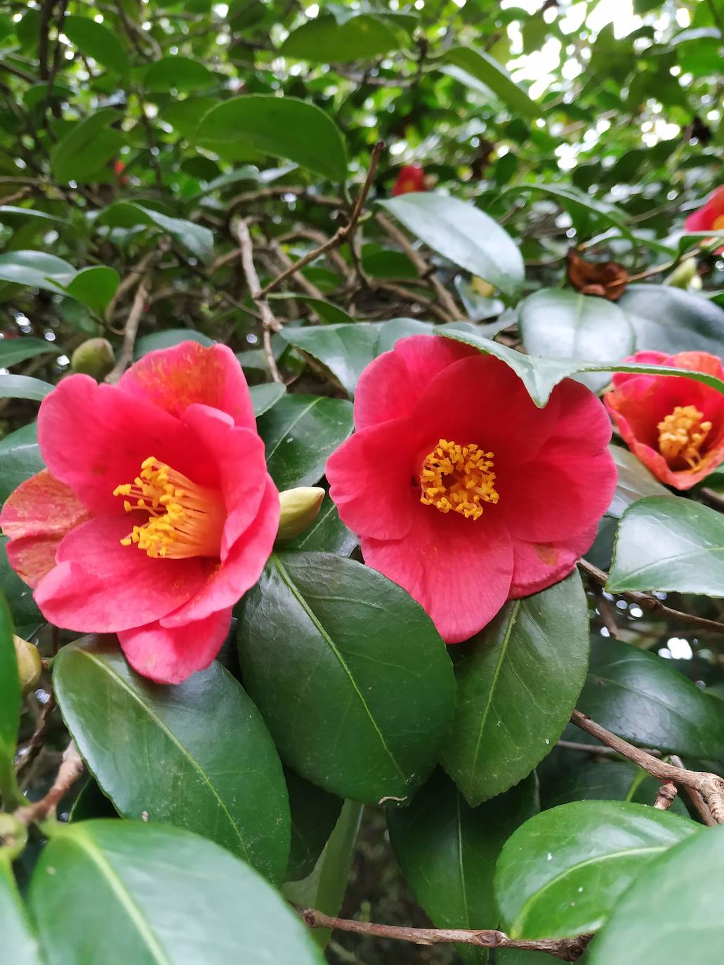 Detalle de las raras camelias japónicas de flor pequeña de más de un siglo de antigüedad.