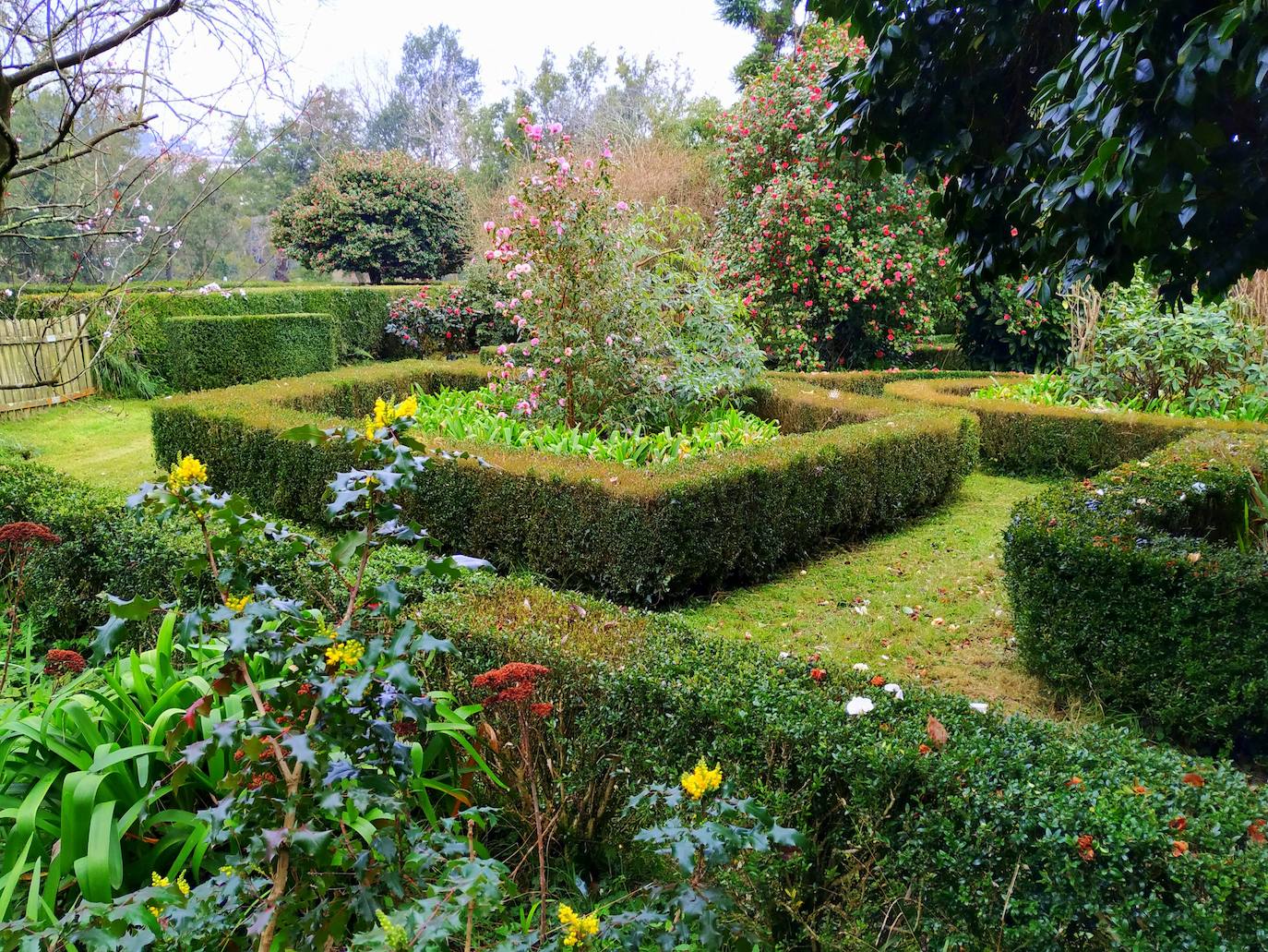 Vista parcial del jardín francés con sus formaciones geométricas de boj donde se puede ver una camelia columnar rosa rodeada de agapantos de unos 20 años de edad.