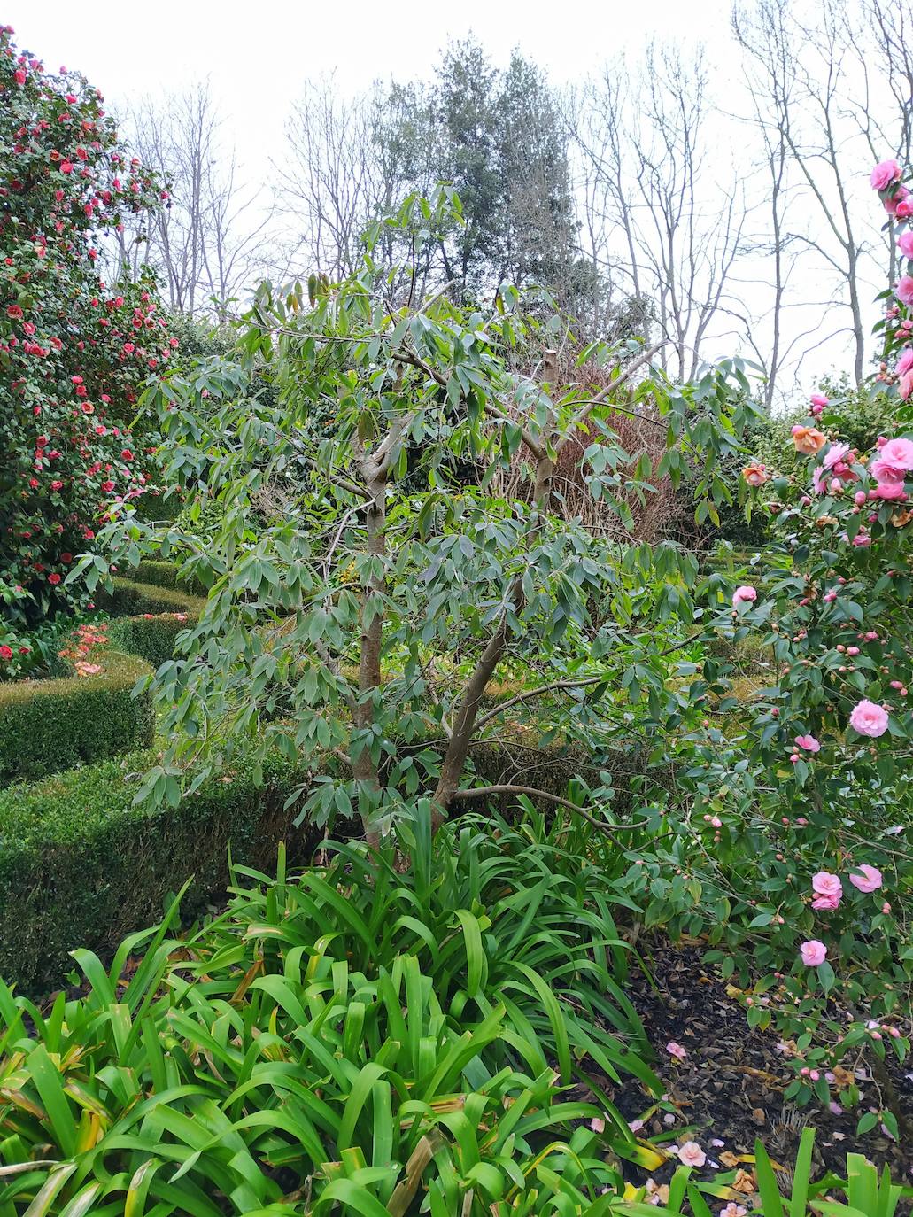 Uno de tantos Cornus capitata o cornejos del Himalaya que han sido, sin duda, los primeros de Asturias.