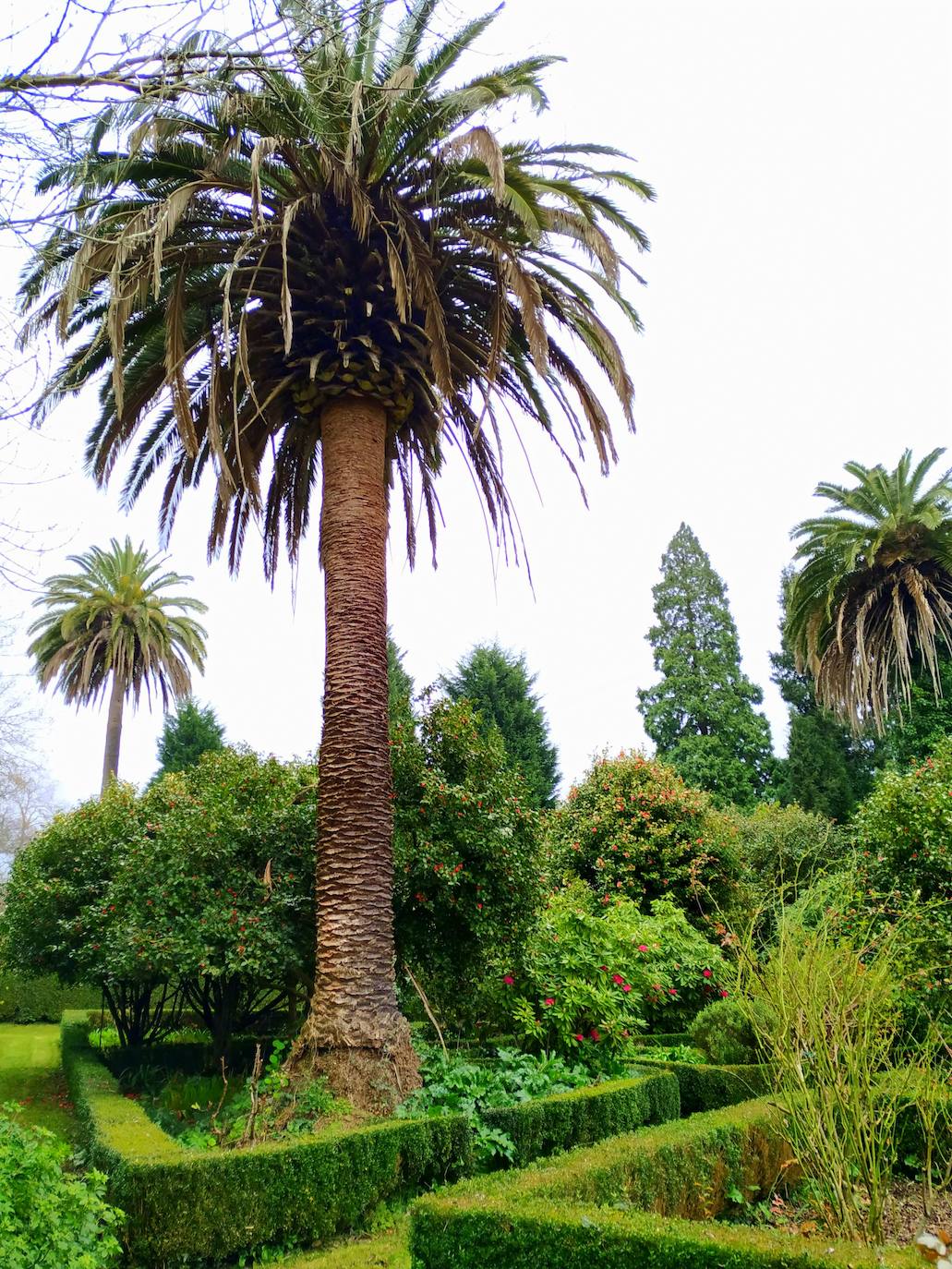 Parte superior del jardín con las palmeras canarias de casi dos siglos de antigüedad.