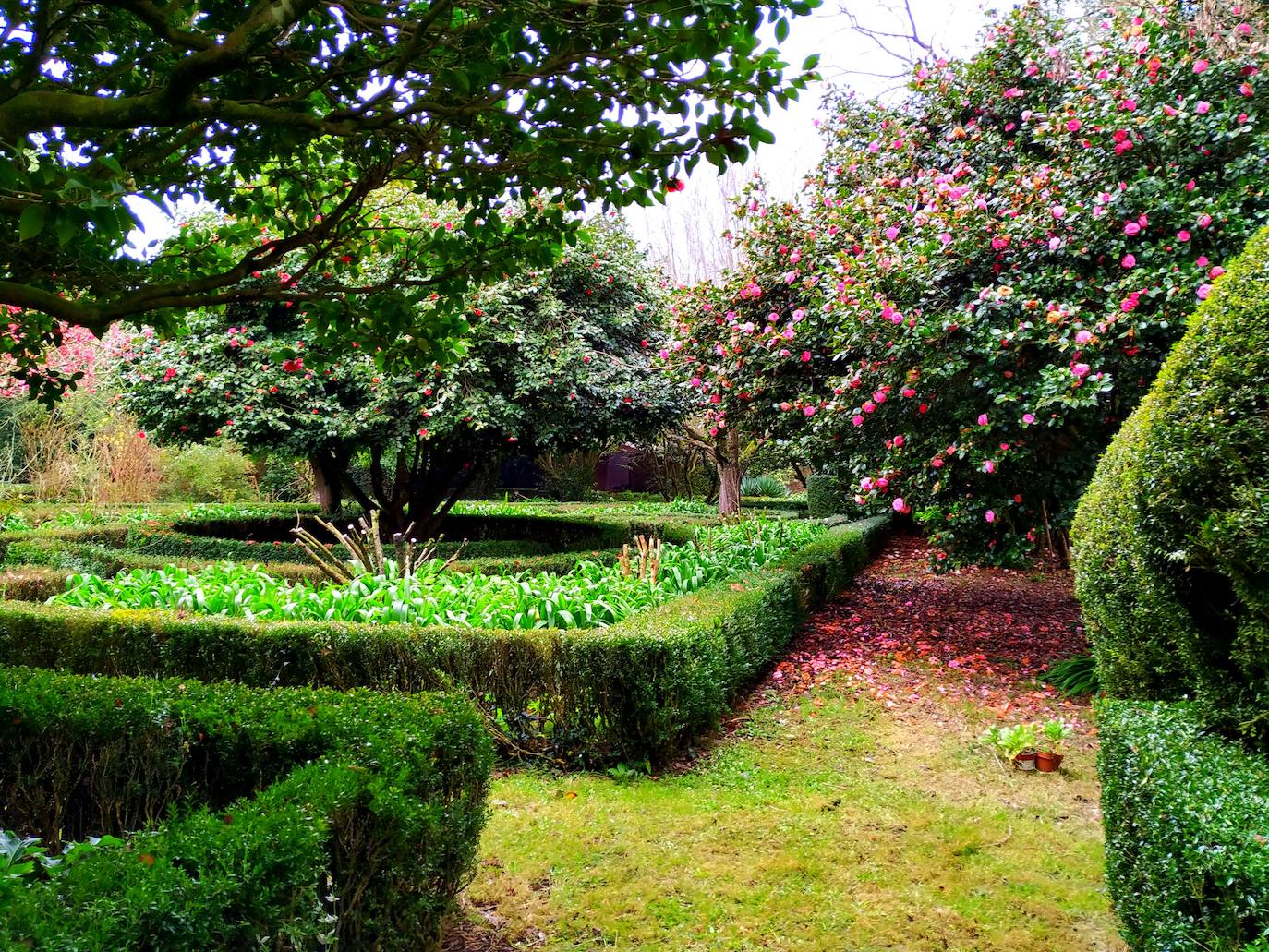 Espectacular carga floral de las camelias casi bicentenarias que dejan alfombras de pétalos por los pasillos.