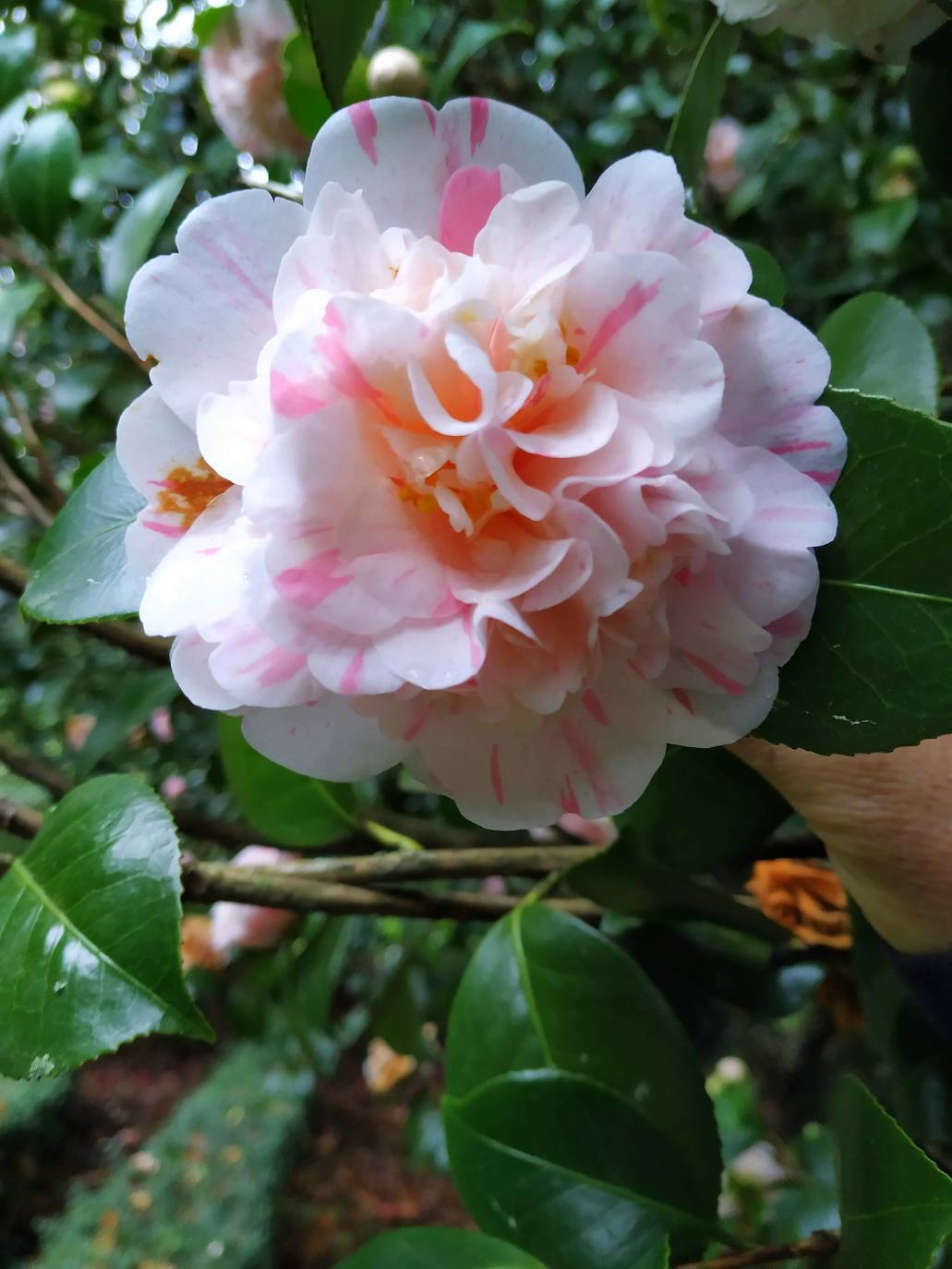 Llamativa camelia blanca con mechas rosas cuyos pétalos nacen del centro superpuestos e intrincados.